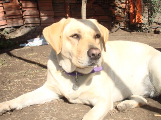 Esta es Tasha, una cariñosa y fiel perrita que ama los niños, jugar y nadar en el agua!! Aquí está tomando sol en un dia de invierno Esta es Tasha, una cariñosa y fiel perrita que ama los niños, jugar y nadar en el agua!! Aquí está tomando sol en un dia de invierno